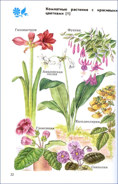 Комнатные растения 2 класс окружающий мир рабочая. Атлас-определитель окружающий мир 1 класс Плешаков цветы. Атлас определитель от земли до неба цветы 4 класс. Атлас определитель комнатных растений для 1 класс Плешаков. Атлас определитель от земли до неба 4 класс.